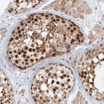 Anti-R3HCC1L antibody produced in rabbit, 1 X 100 µL (HPA037367-100UL)