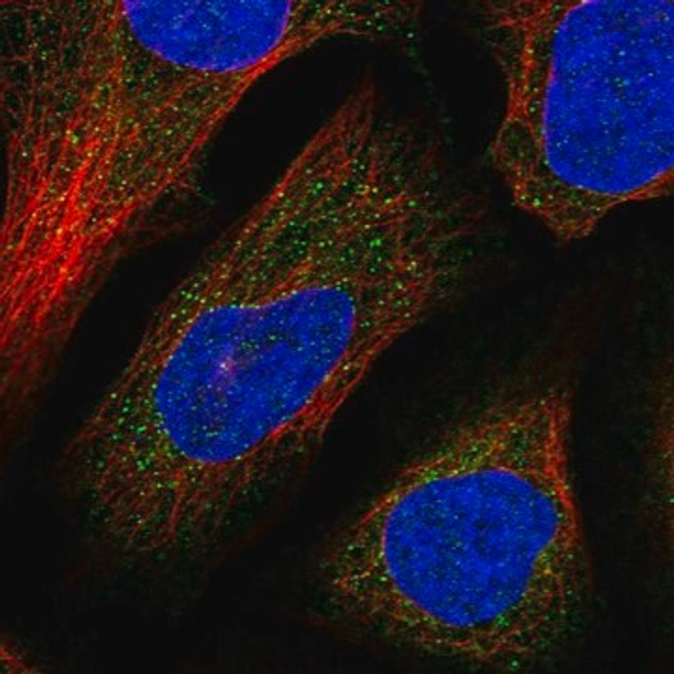 Anti-DNAJC13 antibody produced in rabbit, 1 X 100 µL (HPA036923-100UL)