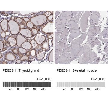 Anti-PDE8B antibody produced in rabbit, 1 X 100 µL (HPA036912-100UL)