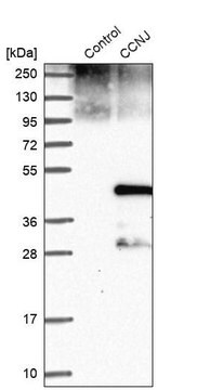 Anti-CCNJ antibody produced in rabbit, 1 X 100 µL (HPA036531-100UL)