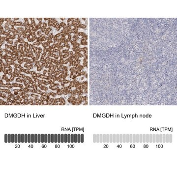 Anti-DMGDH antibody produced in rabbit, 1 X 100 µL (HPA036441-100UL)