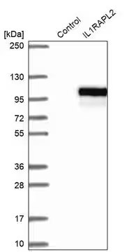 Anti-IL1RAPL2 antibody produced in rabbit, 100 µL (HPA036129-100UL)