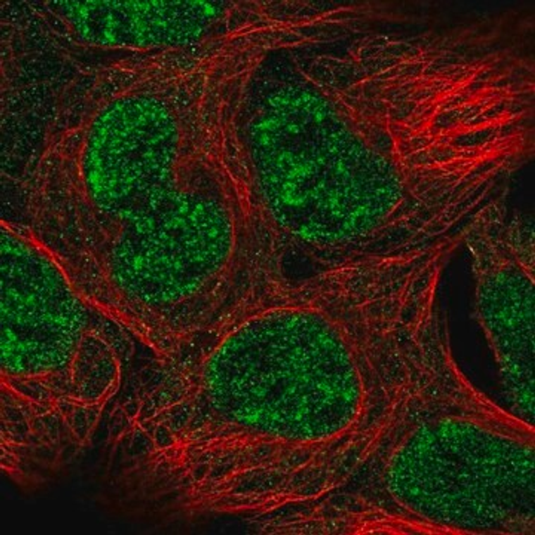 Anti-GAS1 antibody produced in rabbit, 100 µL (HPA036085-100UL)