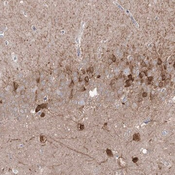 Anti-PCDHA1 antibody produced in rabbit, 1 X 100 µL (HPA035969-100UL)