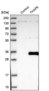 Anti-THAP6 antibody produced in rabbit, 1 X 100 µL (HPA035767-100UL)