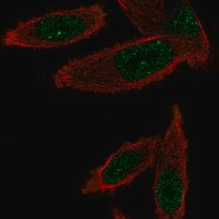 Anti-GEMIN6 antibody produced in rabbit, 100 µL (HPA035727-100UL)
