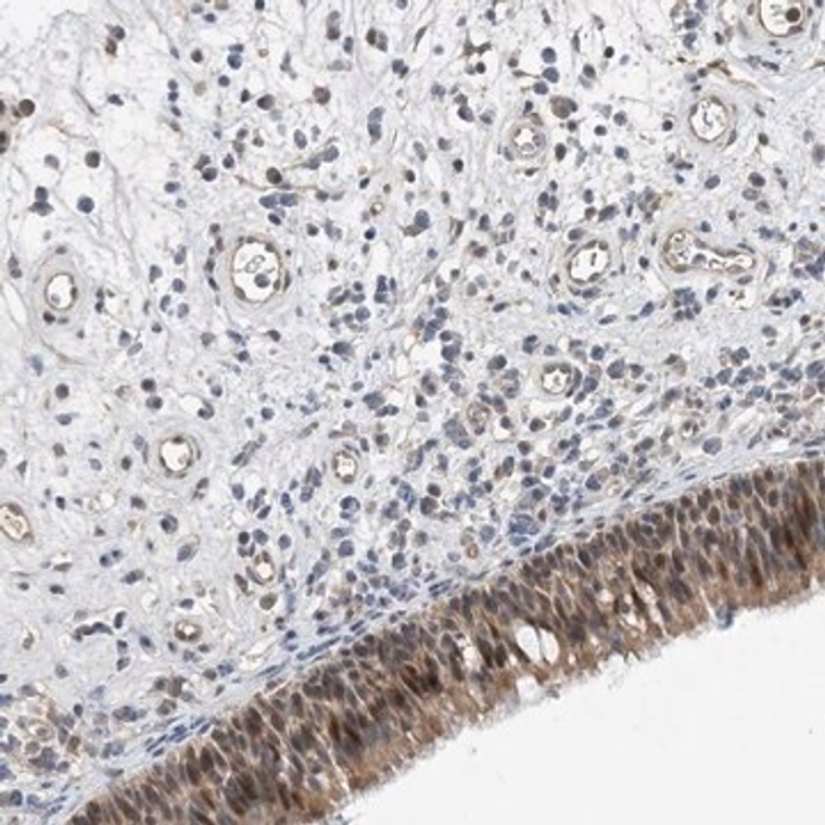 Anti-TMEM132B antibody produced in rabbit, 100 µL (HPA035662-100UL)