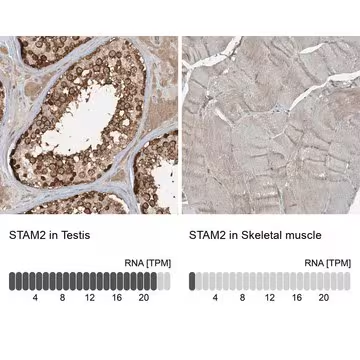 Anti-STAM2 antibody produced in rabbit, 1 X 100 µL (HPA035528-100UL)