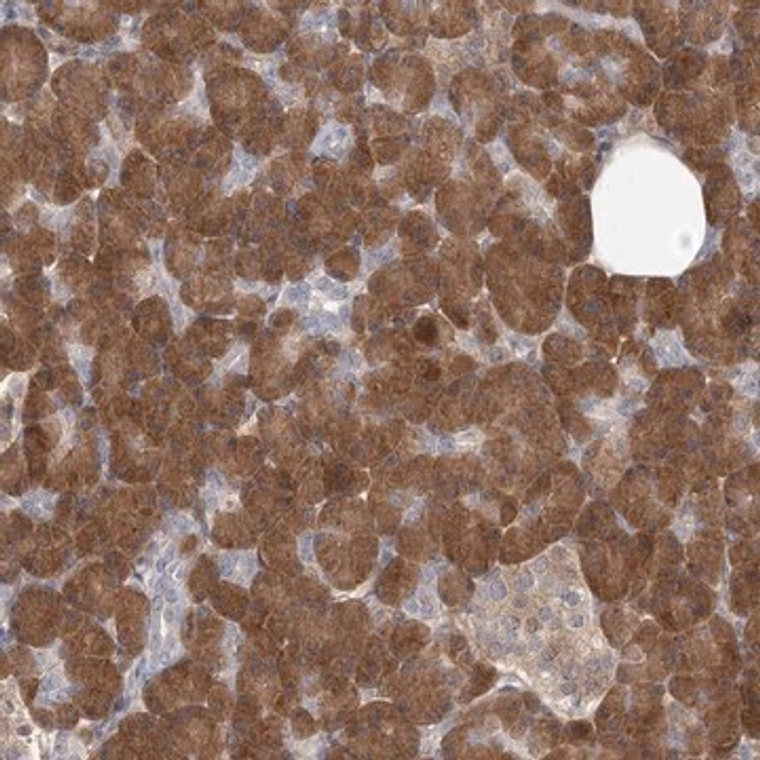 Anti-GMPPA antibody produced in rabbit, 100 µL (HPA035512-100UL)