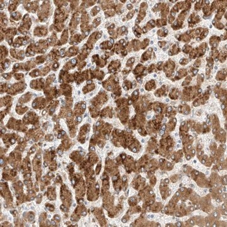 Anti-PCYOX1 antibody produced in rabbit, 1 X 100 µL (HPA035193-100UL)