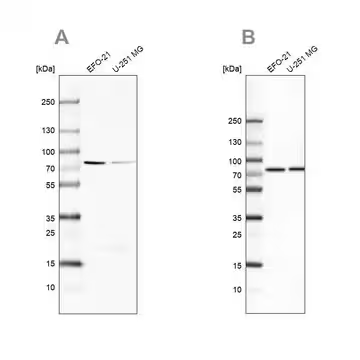 Anti-ATP6V1A antibody produced in rabbit, 100 µL (HPA035084-100UL)