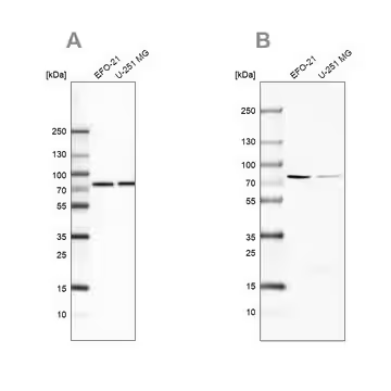 Anti-ATP6V1A antibody produced in rabbit, 100 µL (HPA035083-100UL)
