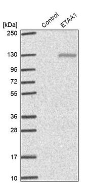 Anti-ETAA1 antibody produced in rabbit, 100 µL (HPA035049-100UL)