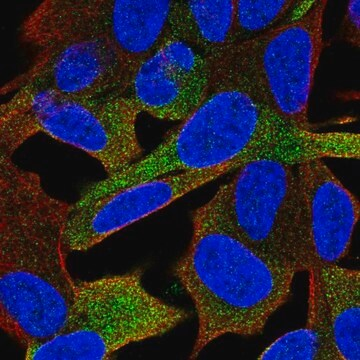 Anti-GPRASP1 antibody produced in rabbit, 100 µL (HPA031061-100UL)