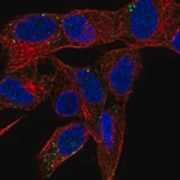 Anti-PRSS27 antibody produced in rabbit, 1 X 100 µL (HPA028848-100UL)