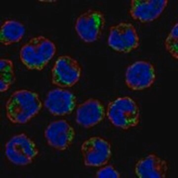 Anti-AGPAT5 antibody produced in rabbit, 1 X 100 µL (HPA011646-100UL)