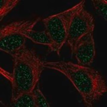 Anti-FANCF antibody produced in rabbit, 1 X 100 µL (HPA008899-100UL)