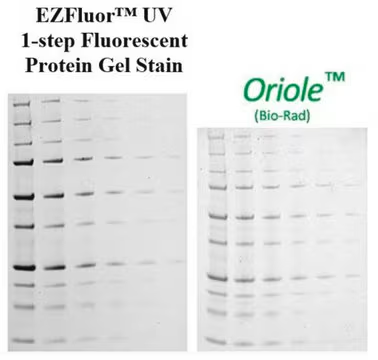 EZFluor™ UV 1-step Fluorescent Protein Gel Stain (1L), 1 X 4 L (SCT147-4L)