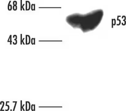Anti-p53 (Ab-6) (Pantropic) Mouse mAb (DO-1), 20 µG (OP43-20UG)
