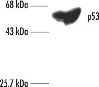 Anti-p53 (Ab-6) (Pantropic) Mouse mAb (DO-1), 100 µG (OP43-100UG)