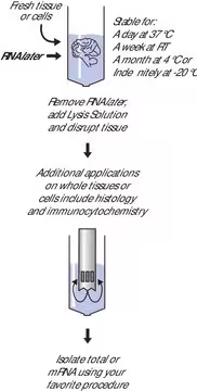 RNAlater®, 1 X 100 mL (R0901-100ML)