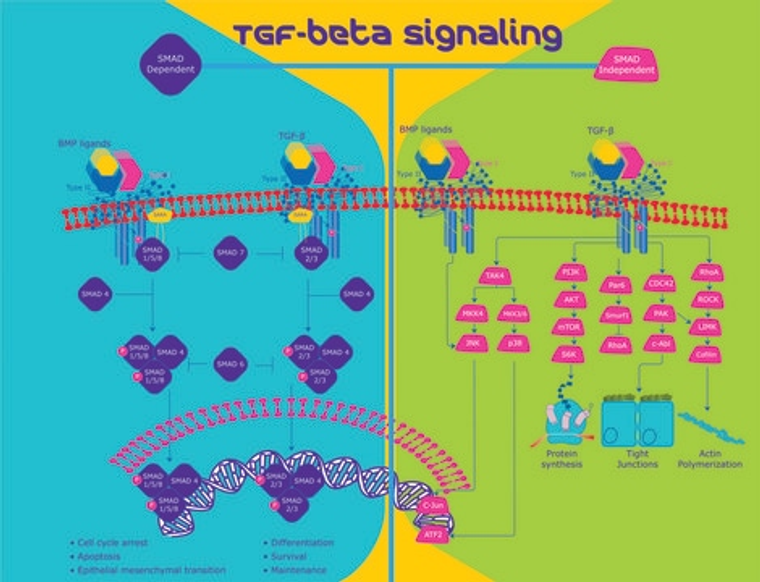Transforming Growth Factor-β2 from porcine platelets, 1 X 1 µG (T5300-1UG)