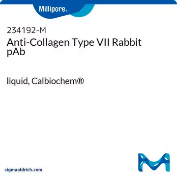 Anti-Collagen Type VII Rabbit pAb, 1 X 500 µL (234192-500UL)