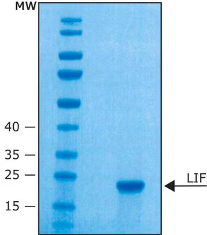 Leukemia Inhibitory Factor from mouse, 10 µG (L5158-10UG)