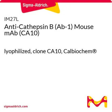 Anti-Cathepsin B (Ab-1) Mouse mAb (CA10), 100 µG (IM27L-100UG)