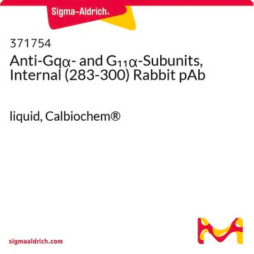 Anti-Gqα- and G₁₁α-Subunits, Internal (283-300) Rabbit pAb, 50 µL (371754-50UL)