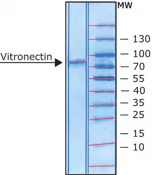 Vitronectin from rat plasma, 1 X 50 µG (V0132-50UG)