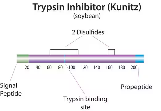 Trypsin inhibitor from Glycine max (soybean), 6 X 100 mL (T6414-6X100ML)