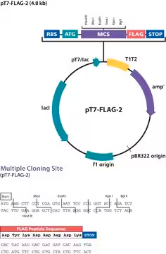 pT7-FLAG™-2 Expression Vector, 1 X 10 µG (P1243-10UG)