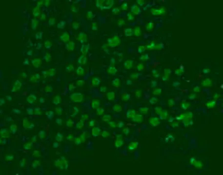 Anti-BrdU (Ab-3) Mouse mAb (Mobu-1), 100 µG (NA61-100UG)