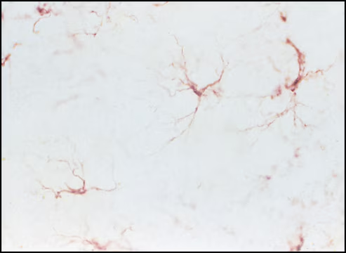 Mouse ExtrAvidin® Peroxidase Staining Kit antibody produced in goat, 1 X 1 kit (EXTRA2-1KT)