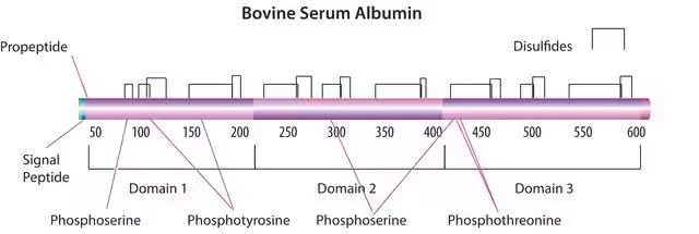 Bovine Serum Albumin solution, 1 X 250 mL (A3299-250ML)