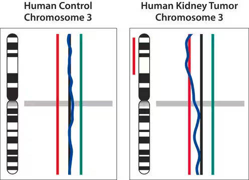 GenomePlex® Single Cell Whole Genome Amplification Kit, 1 X 50 reactions (WGA4-50RXN)