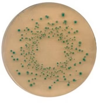 TBX Agar, 1 X 100 g (92435-100G-F)
