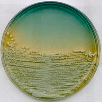 WL Nutrient Agar, 1 X 500 g (17222-500G)
