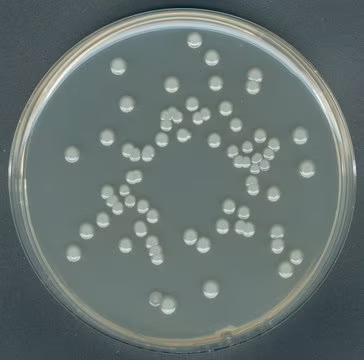 Plate Count Agar, 1 X 500 g (70152-500G)