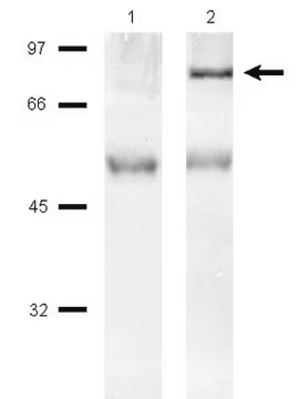 Anti-PI3 Kinase Antibody, p85 Protein, agarose conjugate, 200 µg, 1 X 200 µG (16-107)