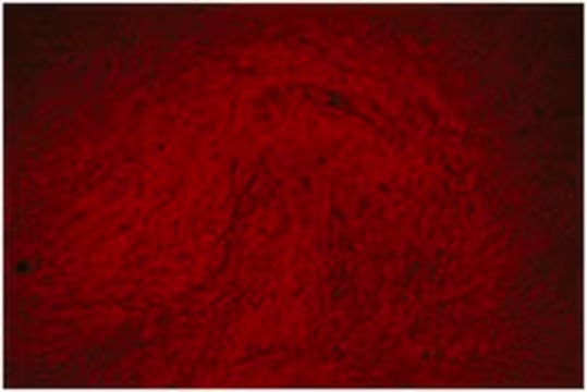 Alizarin-Red Staining Solution, 2 X 50 mL (TMS-008-C)