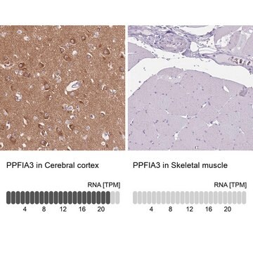 Anti-PPFIA3 antibody produced in rabbit, 1 X 100 µL (HPA050340-100UL)