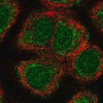 Anti-NPNT antibody produced in rabbit, 100 µL (HPA050203-100UL)