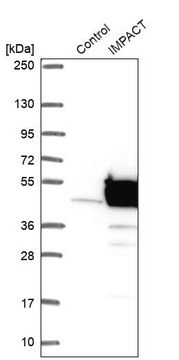 Anti-IMPACT antibody produced in rabbit, 1 X 100 µL (HPA041045-100UL)