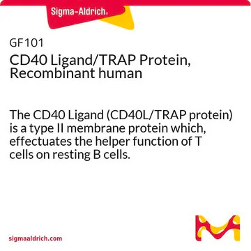 CD40 Ligand/TRAP Protein, Recombinant human, 1 X 10 µG (GF101)