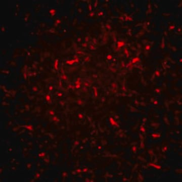 Alzheimer’s In A Dish™ PSEN1-RFP Lentivirus, 15 μL (SCR527)