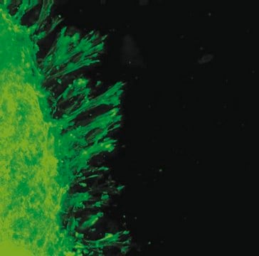 3D Collagen Culture Kit, 1 X 1 kit (ECM675)