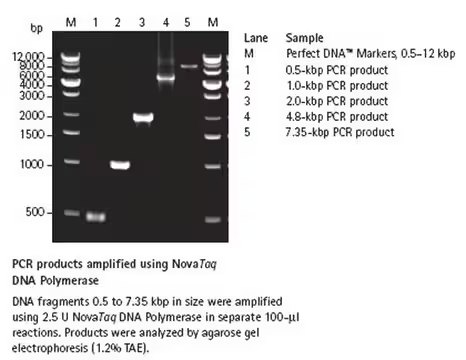 Nova Taq DNA Polymerase, EA (71003-5)