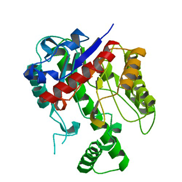 Hyaluronidase from bovine testes, ≥300 U/mg